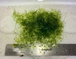 Attēlu rezultāti vaicājumam “Nitella flexilis”