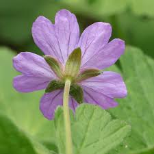 Attēlu rezultāti vaicājumam “Geranium pyrenaicum leaf”