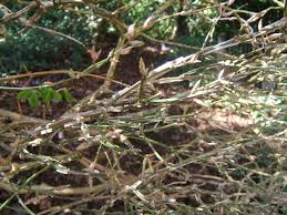 Attēlu rezultāti vaicājumam “Euonymus europaeus leaf”