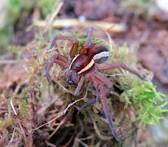 Attēlu rezultāti vaicājumam “Dolomedes fimbriatus”