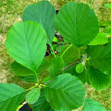 Attēlu rezultāti vaicājumam “Alnus glutinosa”