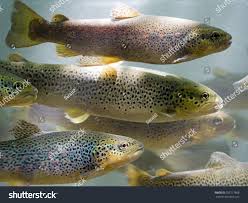 Image result for Salmo macrostigma
