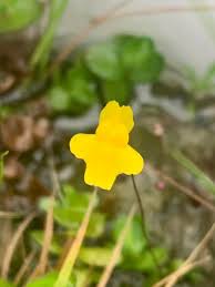 Attēlu rezultāti vaicājumam “Utricularia x neglecta leaf”