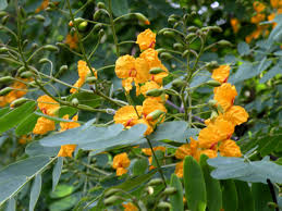 Attēlu rezultāti vaicājumam “Leguminosae”