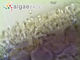 Attēlu rezultāti vaicājumam “Lemanea fluviatilis”