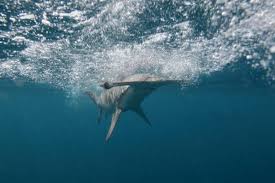 Image result for Sphyrna zygaena