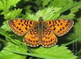 Attēlu rezultāti vaicājumam “Clossiana euphrosyne upperside”