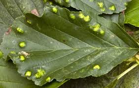 Attēlu rezultāti vaicājumam “Eriophyes laevis”