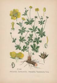 Attēlu rezultāti vaicājumam “Potentilla erecta”
