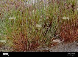 Attēlu rezultāti vaicājumam “Corynephorus canescens”