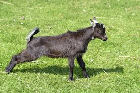 Attēlu rezultāti vaicājumam “Capra juvenile”