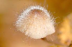 Attēlu rezultāti vaicājumam “Spinellus fusiger”