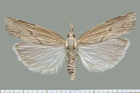 Attēlu rezultāti vaicājumam “Pediasia contaminella”