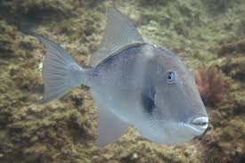 Image result for Balistes capriscus