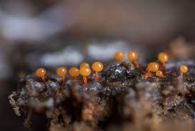 Attēlu rezultāti vaicājumam “Physarum psittacinum”