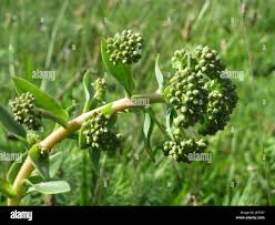 Attēlu rezultāti vaicājumam “Hylotelephium telephium bud”