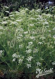 Attēlu rezultāti vaicājumam “Enteridium liceoides sessile”