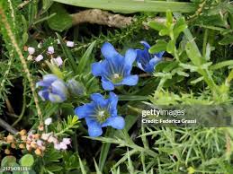 Attēlu rezultāti vaicājumam “Gentiana pneumonanthe flower”