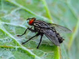 Attēlu rezultāti vaicājumam “Sarcophaga carnaria”