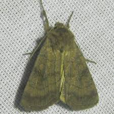 Attēlu rezultāti vaicājumam “Rusina ferruginea male”