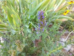 Attēlu rezultāti vaicājumam “Hyssopus officinalis flower”