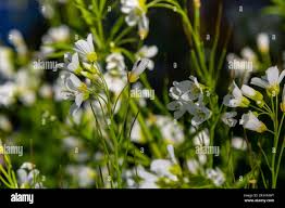 Attēlu rezultāti vaicājumam “Cardamine amara flower”
