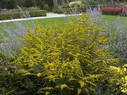 Attēlu rezultāti vaicājumam “Solidago virgaurea flower”