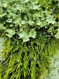 Attēlu rezultāti vaicājumam “Harpanthus scutatus”