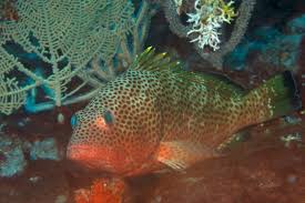 Image result for Epinephelus guttatus