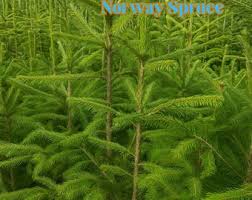 Attēlu rezultāti vaicājumam “Picea abies fo. virgata fruit”