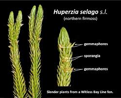 Attēlu rezultāti vaicājumam “Huperzia selago”