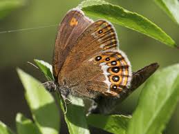 Attēlu rezultāti vaicājumam “Coenonympha hero underside”