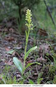 Attēlu rezultāti vaicājumam “Dactylorhiza ochroleuca leaf”