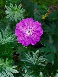 Attēlu rezultāti vaicājumam “Geranium sanguineum leaf”