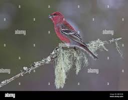 Attēlu rezultāti vaicājumam “Pinicola enucleator adult”