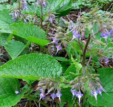 Image result for selvatici tehron