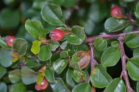 Attēlu rezultāti vaicājumam “Cotoneaster multiflorus fruit”