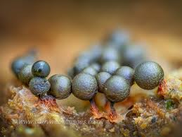 Attēlu rezultāti vaicājumam “Cribraria rufa stalked”