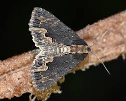 Attēlu rezultāti vaicājumam “Dypterygia scabriuscula”