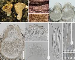 Attēlu rezultāti vaicājumam “Hypomyces armeniacus”