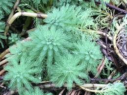 Attēlu rezultāti vaicājumam “Haloragaceae”