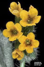 Attēlu rezultāti vaicājumam “Boraginaceae”