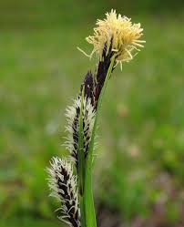 Attēlu rezultāti vaicājumam “Carex acutiformis flower”
