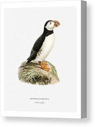 Image result for Fratercula arctica