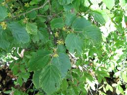 Attēlu rezultāti vaicājumam “Hamamelis virginiana”