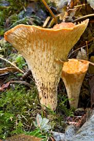 Attēlu rezultāti vaicājumam “Lycogala botrydium young”