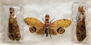 Attēlu rezultāti vaicājumam “Fuligo licentii macro”