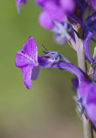 Image result for Linaria purpurea