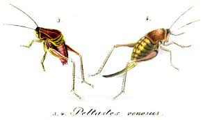 Attēlu rezultāti vaicājumam “Tettigoniodea”