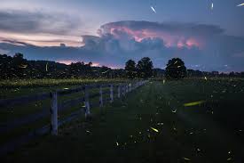 Image result for Fareham Fireflys Yc